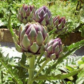 rastlina artičoky pripravená na zazimovanie