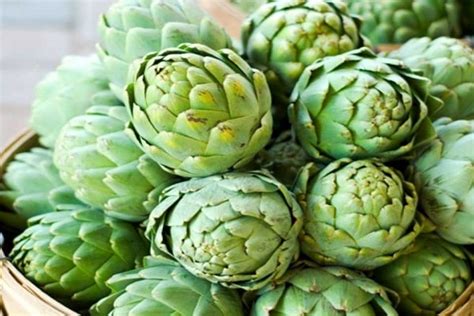čerstvé artičoky pripravené na zber