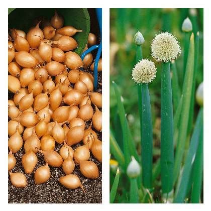 Rozdelenie cibule na dcérske cibuľky.
