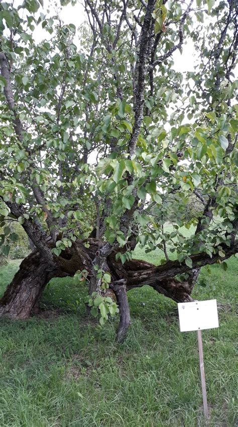 Infografika znázorňujúca teplotné rozsahy mrazuvzdornosti moruše čiernej a jej citlivosť na jarné mrazy.