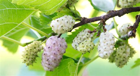 Porovnávacia tabuľka listov a plodov moruše bielej a moruše čiernej.