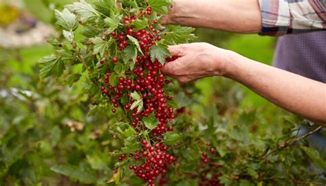 Ilustrácia stromčekového tvaru ríbezle alebo egrešu s kmienkom a korunkou