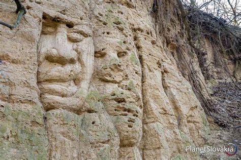 Detailný pohľad na úspešne zrastený vrúbeľ