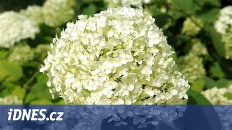 rozmanité druhy hortenzií v záhrade