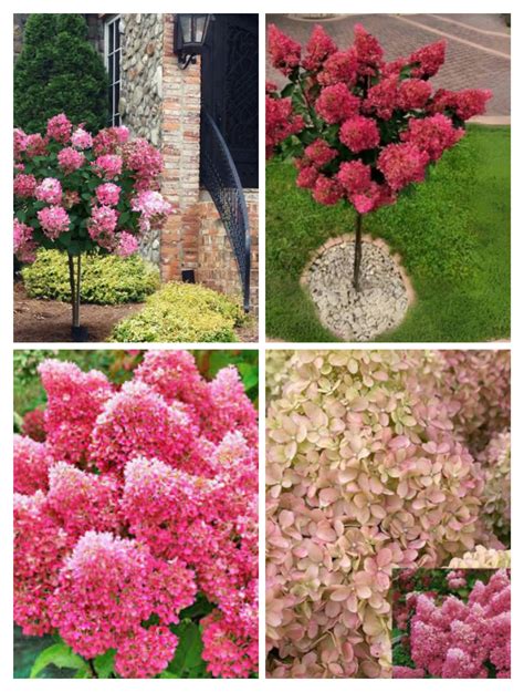 hustý ker hortenzie pripravený na jarný rez