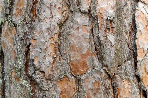 Detailný záber na rôzne typy píniovej kôry s uvedením frakcie