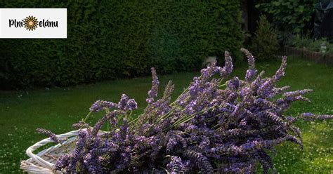 sušiaca sa levanduľa zavesená v zväzkoch