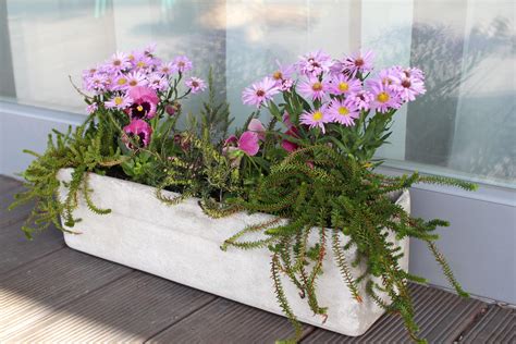 Dvojzub vysadený v balkónovom truhlíku