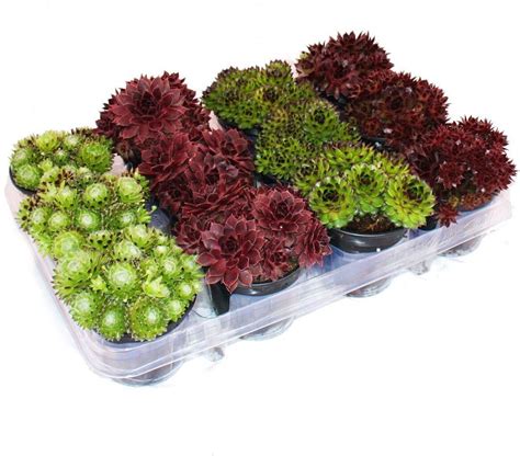 Obrázok rôznych odrôd brusníc s označením ich plodov.