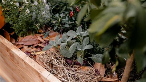 Záhon s cesnakom pokrytý mulčom pre ochranu pred mrazom