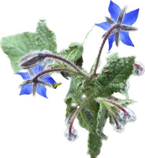 Ilustračná fotografia tisu obyčajného v záhrade