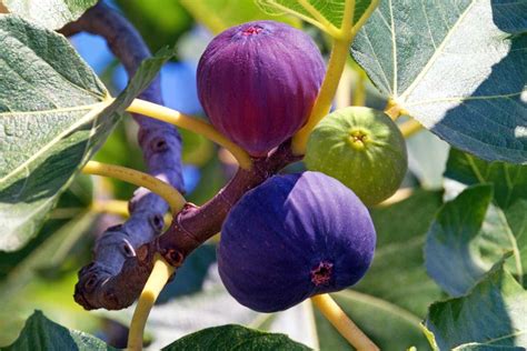 Ilustrácia listov a plodov figovníka