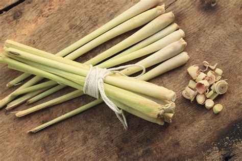 Ilustrácia znázorňujúca postup prezimovania citrónovej trávy v interiéri