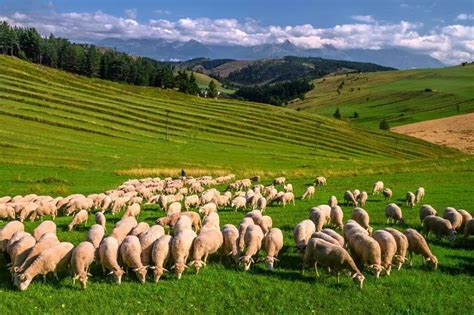 Schéma ideálneho miesta na výsadbu broskyne s označením slnečného miesta a priepustnej pôdy