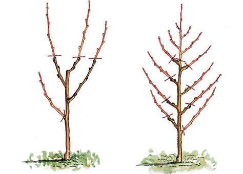 Ilustrácia rôznych typov rezu broskýň: rez po výsadbe, výchovný rez, letný rez