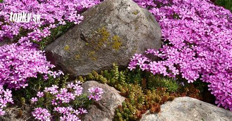 Detailná fotografia kamenej kôry v záhonoch.