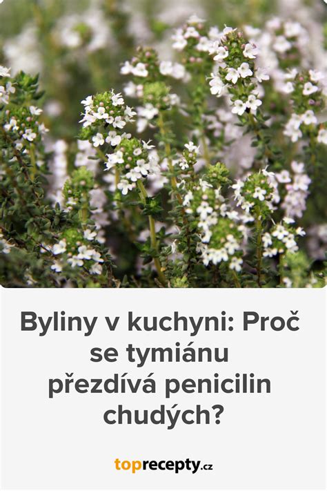 Ilustrácia správneho strihania tymiánu