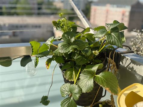 Detailný pohľad na rastúcu redkovku v kvetináči na balkóne