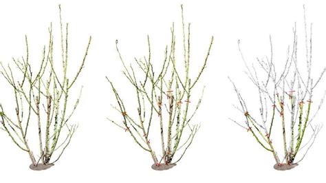 špirála paviniča s tromi listami