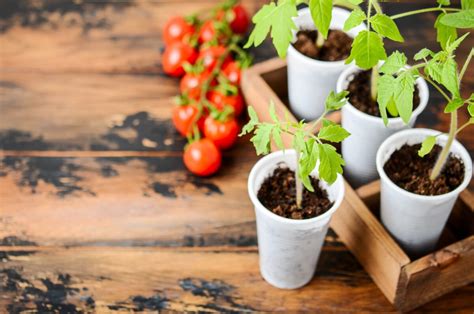 ilustrácia pikírovania sadeníc rajčín