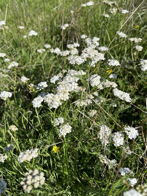 Ilustračné foto rastliny rebríček obyčajný s jemnými bielymi kvetmi