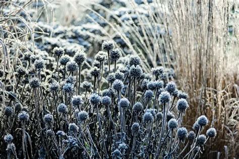 Detail uschnutých kvetov rebríčka ozdobených námrazou