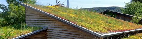 Ilustračná fotografia extenzívnej zelenej strechy s rozchodníkmi