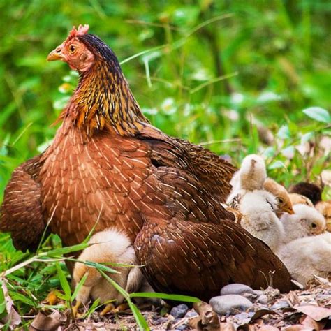 zrelý hydinový trus v kompostéri