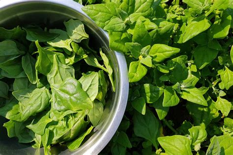 rastlina špenátu napadnutá voškami