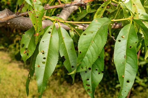 Koláž problémov na listoch Dracény s vysvetlením príčin (hnedé škvrny, biele škvrny, žltnutie, hnedé špičky)