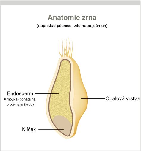 Schéma: Štruktúra pšeničného zrna a jeho časti