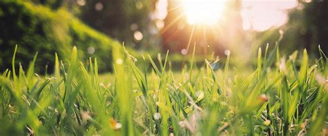 Ilustračná fotografia pekne upraveného trávnika