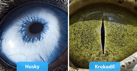 Detailné zábery kokosových chipsov a ich štruktúry.