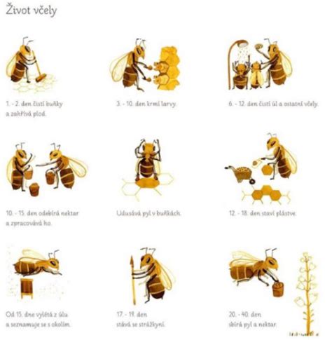 Ilustrácia partenogenézy u včiel