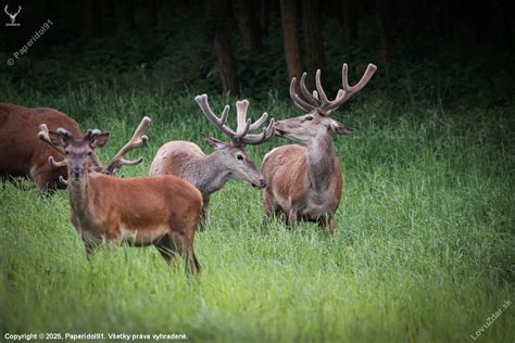 Príklady sekundárnych pohlavných znakov (páv, jeleň)