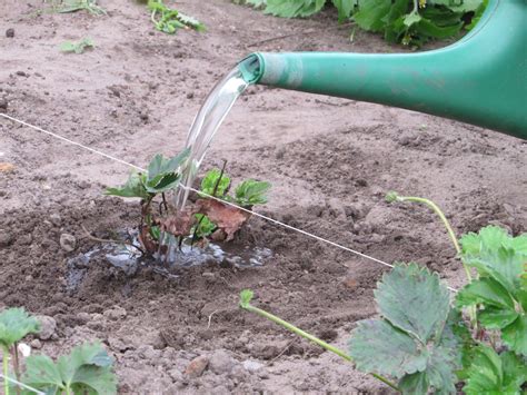 Dekoratívny sud s vysadenými jahodami v záhrade