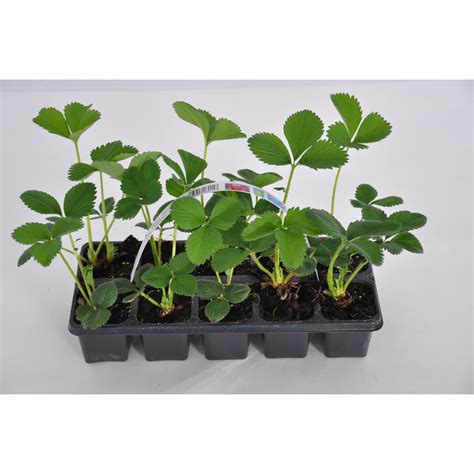 Ilustrácia techniky sadenia sadenice jahôd do otvoru v sude pomocou pásu