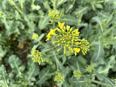 schéma procesu klíčenia repky olejnej v závislosti od štruktúry pôdy