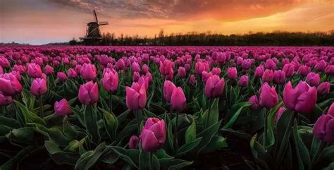 kvety repky olejnej na poli