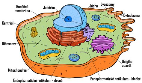 Schéma rastlinnej a živočíšnej bunky s vyznačenými organelami
