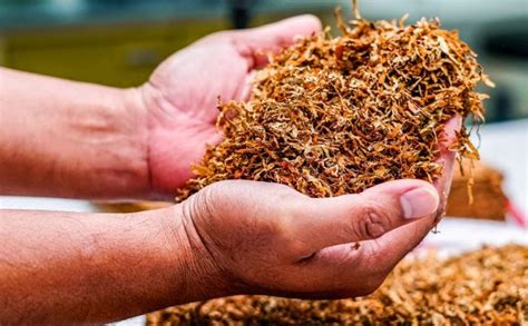 Ilustrácia výsevu drobných semienok tabaku do výsevnej misky