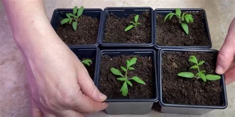 Nádoba so sadenicami paradajok