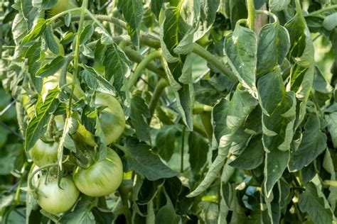 Ilustrácia listov paradajky napadnutých chorobou