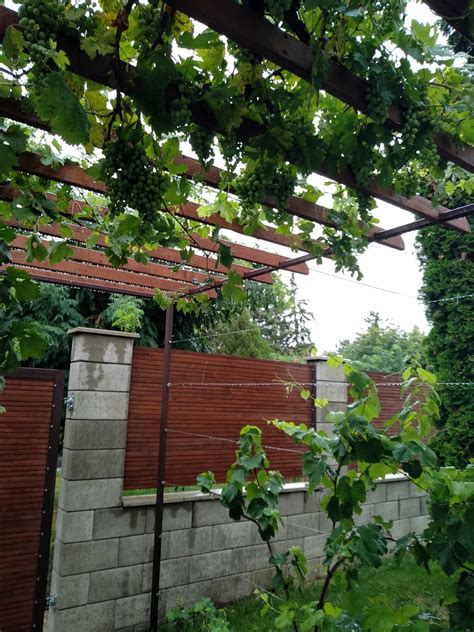 Rôzne typy podporných konštrukcií pre vinič: drôty, pergola, mreža