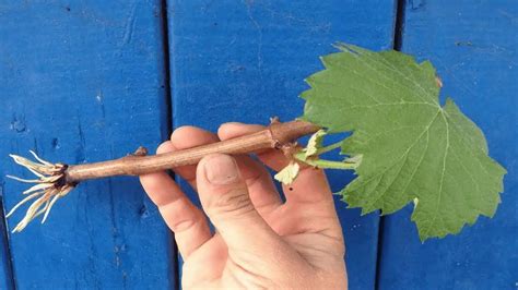 príprava sadenice viniča pred výsadbou