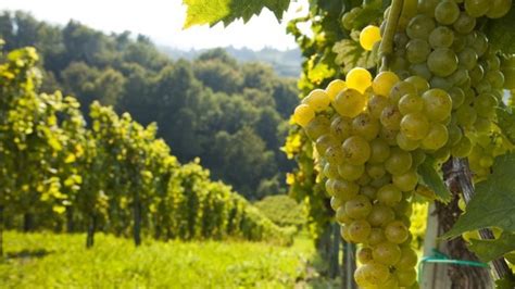 Infografika porovnávajúca vlastnosti rôznych podpníkov viniča