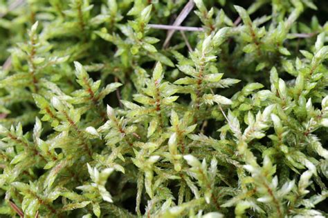 Rôzne druhy machov v ich prirodzenom prostredí alebo v kvetináči