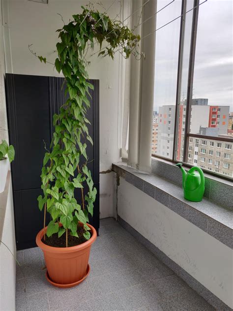 Ilustrácia rastliny svetelného koreňa s popínavými lianami a koreňovou hľuzou