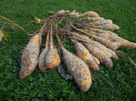 Misky s rôznymi jedlami obsahujúcimi svetelný koreň (smoothie, šalát, polievka)