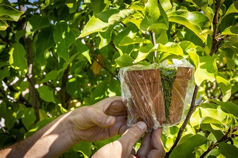 Zakorenený odrezok pripravený na presadenie do kvetináča